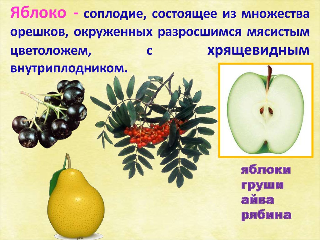 Рябина распространение плодов. Способ распространения плодов яблока. Плод соплодие. Яблоко соплодие. Соплодие примеры.
