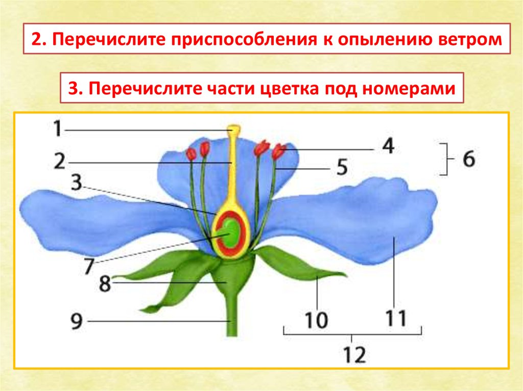 Схема опыления цветка