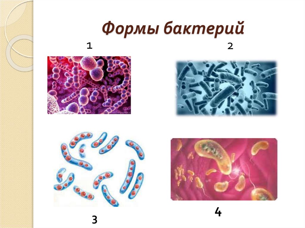 Жизнедеятельность бактерий 5. Формы бактерий. Строение и формы бактерий. Форма жизнедеятельности бактерий. Бактерии 5 класс.