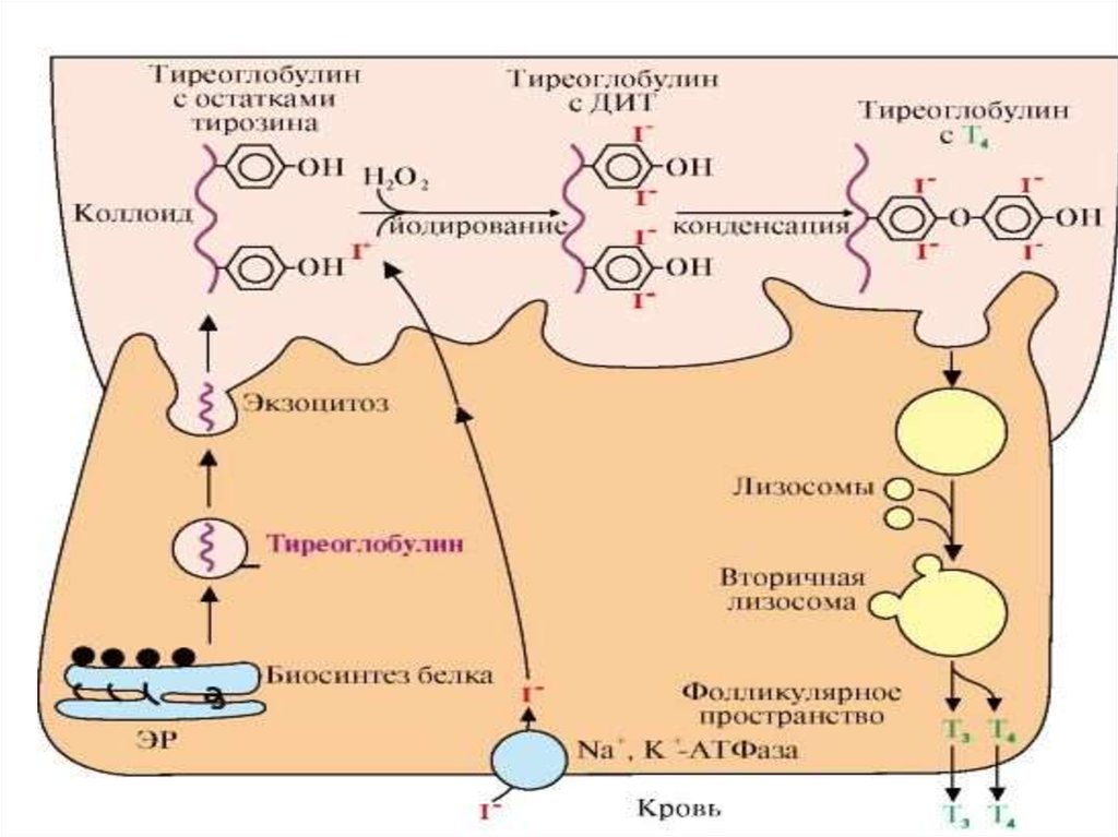 Уровень тиреоглобулина. Синтез тиреоглобулина биохимия. Тиреоглобулин структура. Схема синтеза половых гормонов. Тиреоглобулин строение.