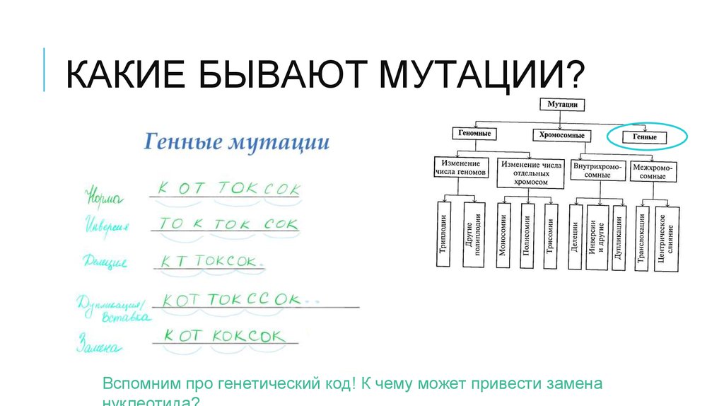 Геномные и хромосомные мутации