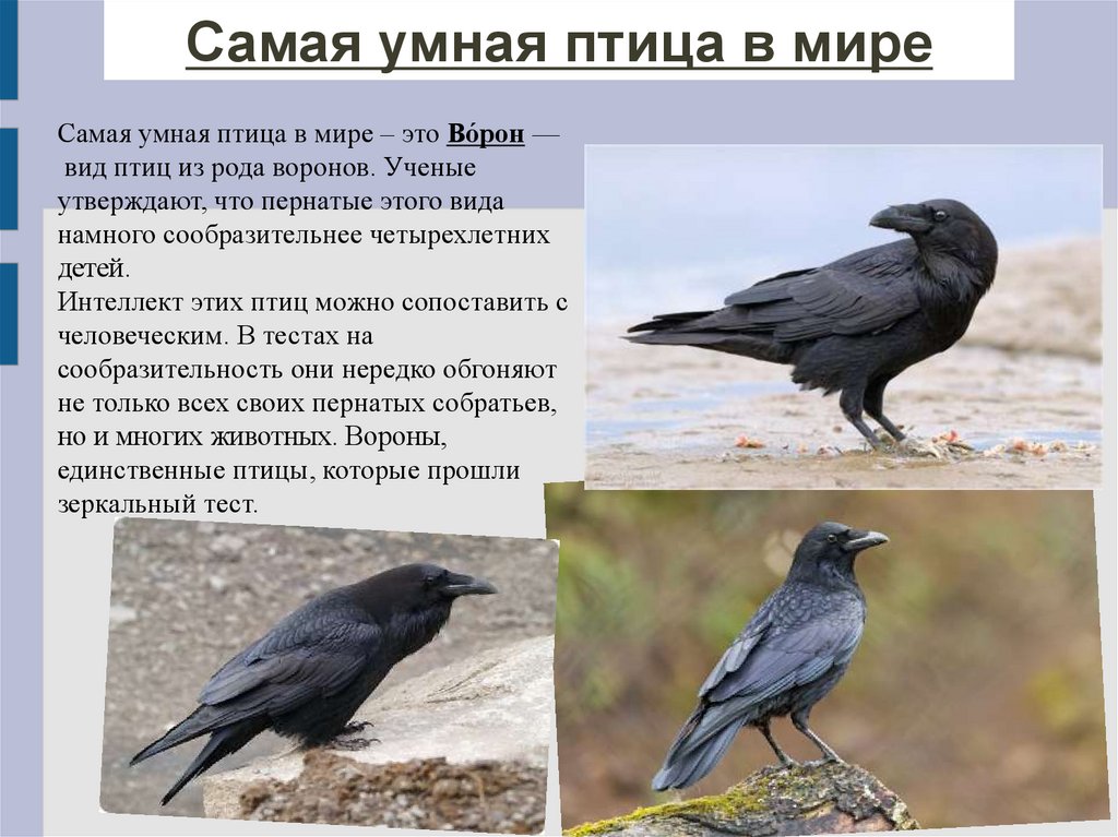 Можно ли назвать ворон умными птицами. Интересные факты о вороне. Факты о воронах. Интересные факты о воронах. Ворона интересные факты.