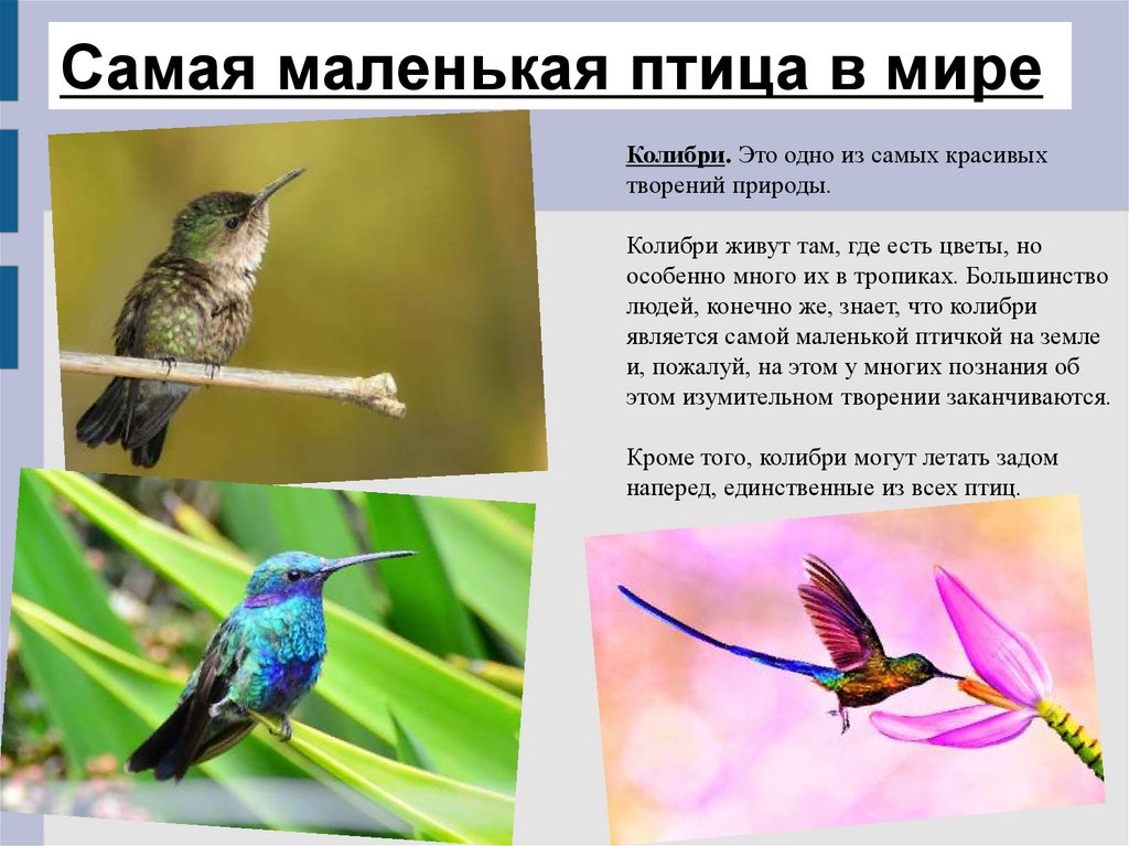 Сколько взмахов в секунду делает. Самая маленькая птица в мире Колибри. Колибри птица описание. Среда обитания Колибри. Самая маленькая птица обитает в.
