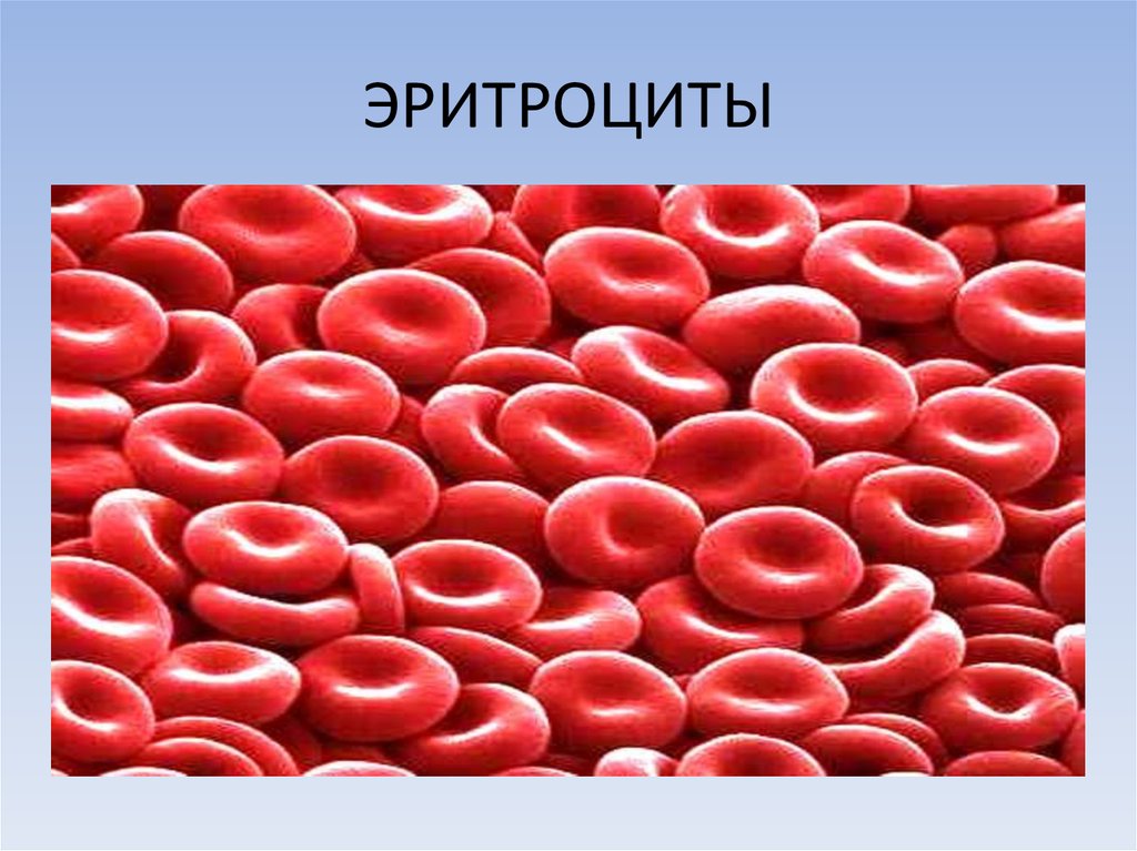 Группы клеток эритроцитов. Эритроциты. Клетка эритроцита. Эритроциты человека. Клетки крови эритроциты.