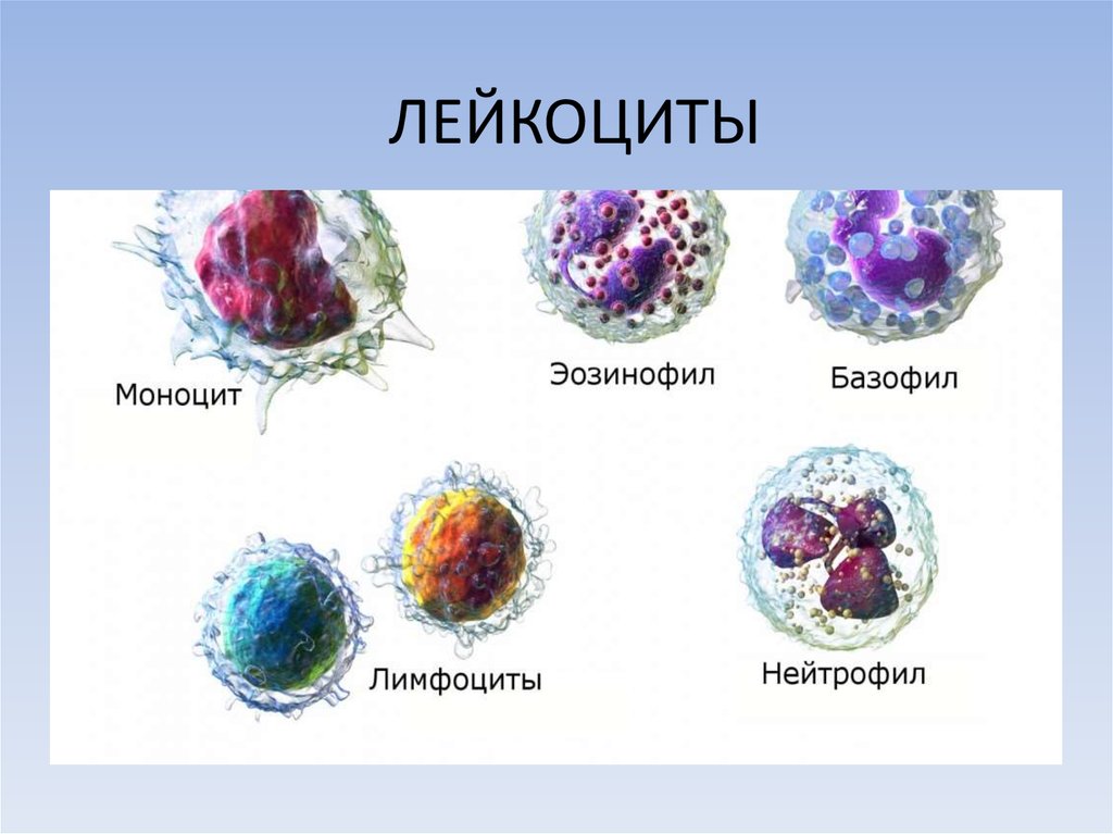 Обозначьте на рисунке виды лейкоцитов дайте их характеристику