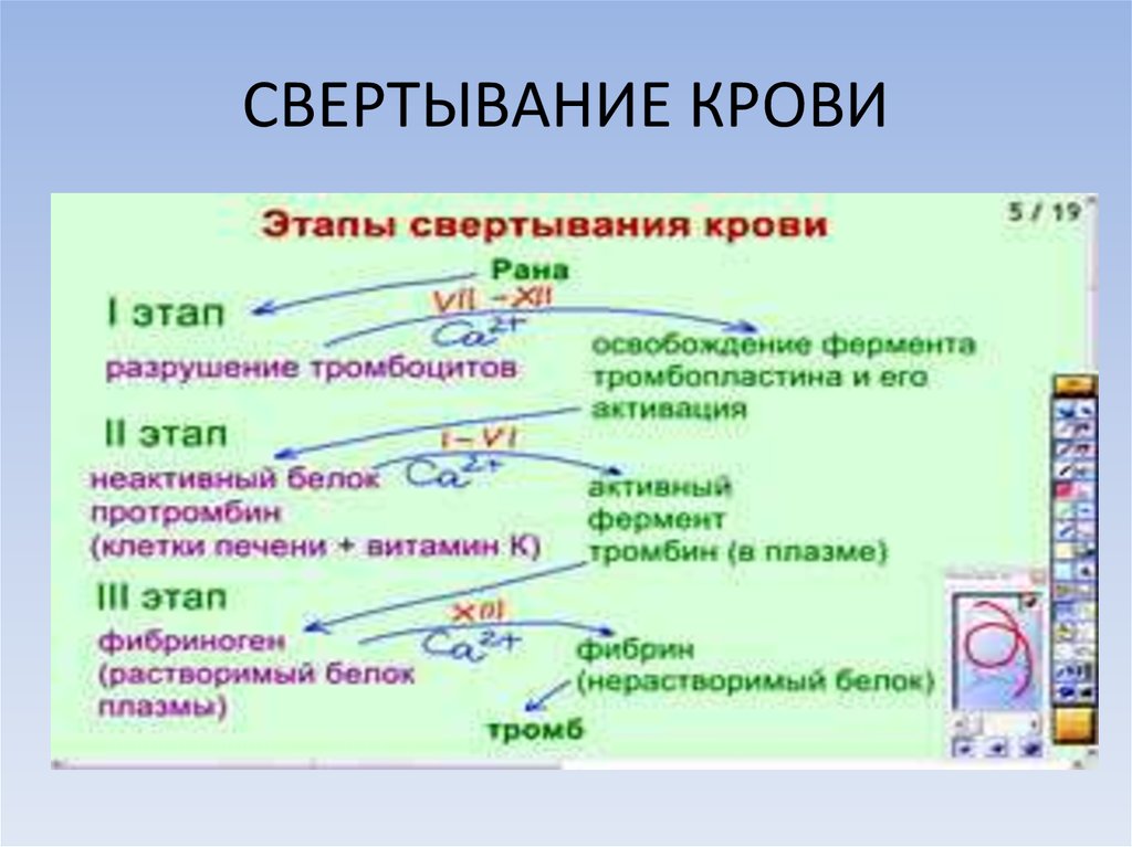 Этапы свертывания крови схема