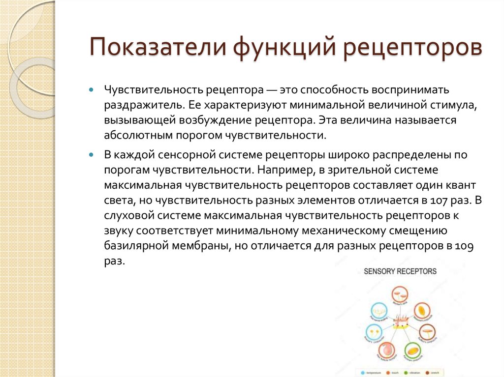 Показатель функции. Рецепторы чувствительности. Функции рецепторов. Каковы функции рецепторов. Каковы основные функции рецепторов.