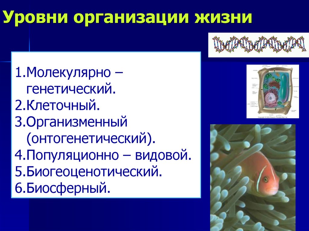 Организменный уровень жизни. Клеточный и организменный уровень жизни. Молекулярно-генетическом, клеточном и организменном уровнях. Клеточный и молекулярно-генетический уровни организации жизни. Уровни организации молекулярный клеточный организменный.