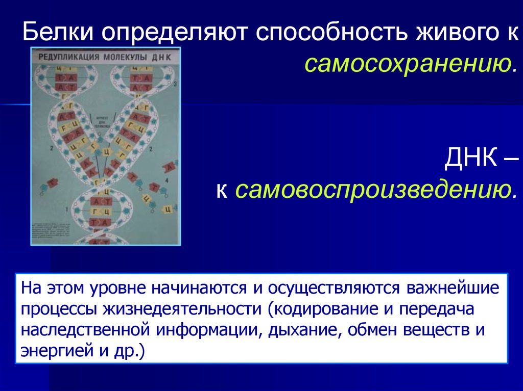 Способность живого. Способность к самовоспроизведению. Кодирование наследственной информации. Самовоспроизведение генетического материала. Самовоспроизведение ДНК.