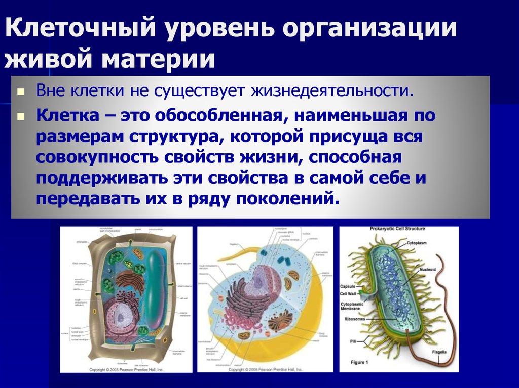 Питание клетки рисунок