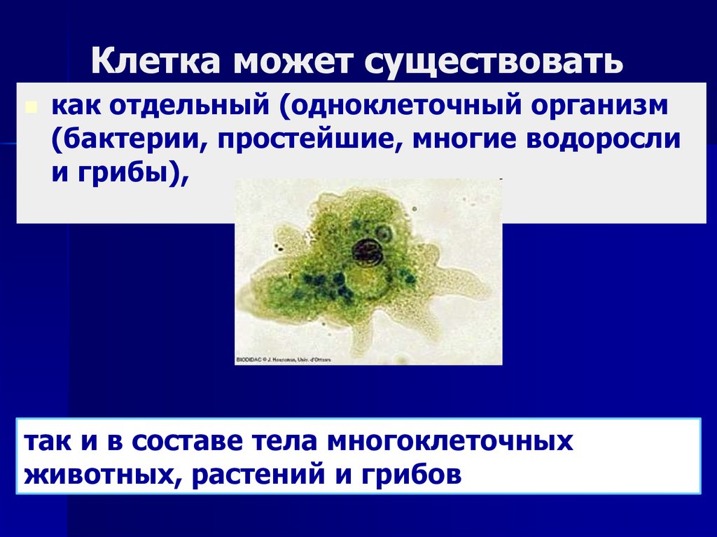 Многое многое простейшее. Любая клетка способна к. Слайд клетки могут быть одноклеточными и многоклеточными. Клетка может существовать самостоятельно. Образование водоросли из бактерий и простейших.