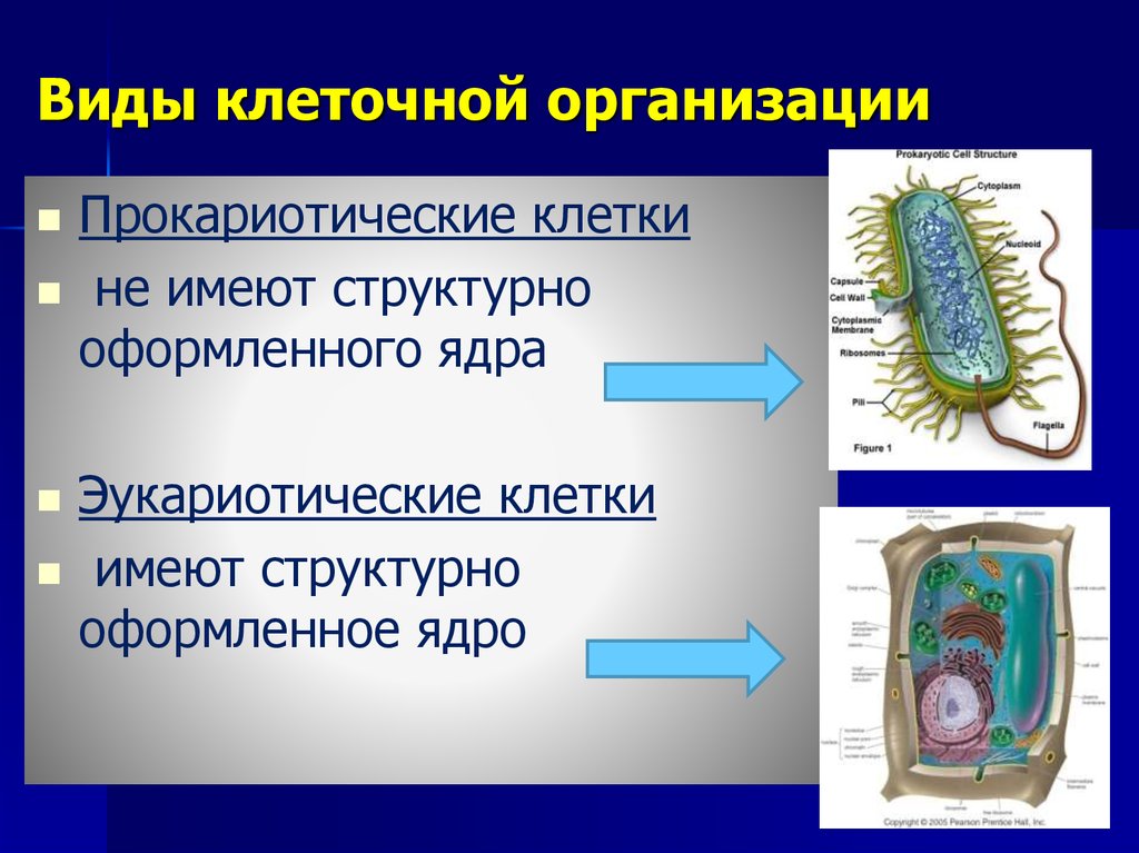 Тип биологической клетки