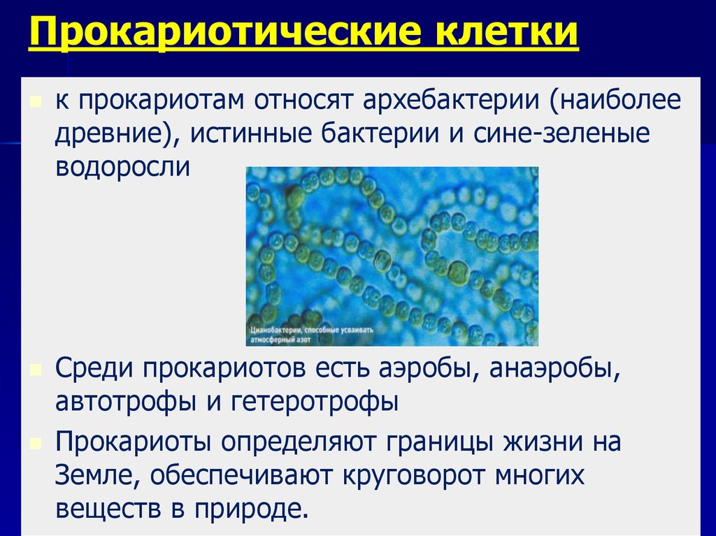 Прокариоты вопросы. Бактерии и сине-зеленые водоросли. Прокариотические водоросли. Прокариоты бактерии и сине-зеленые водоросли. Прокариоты архебактерии.