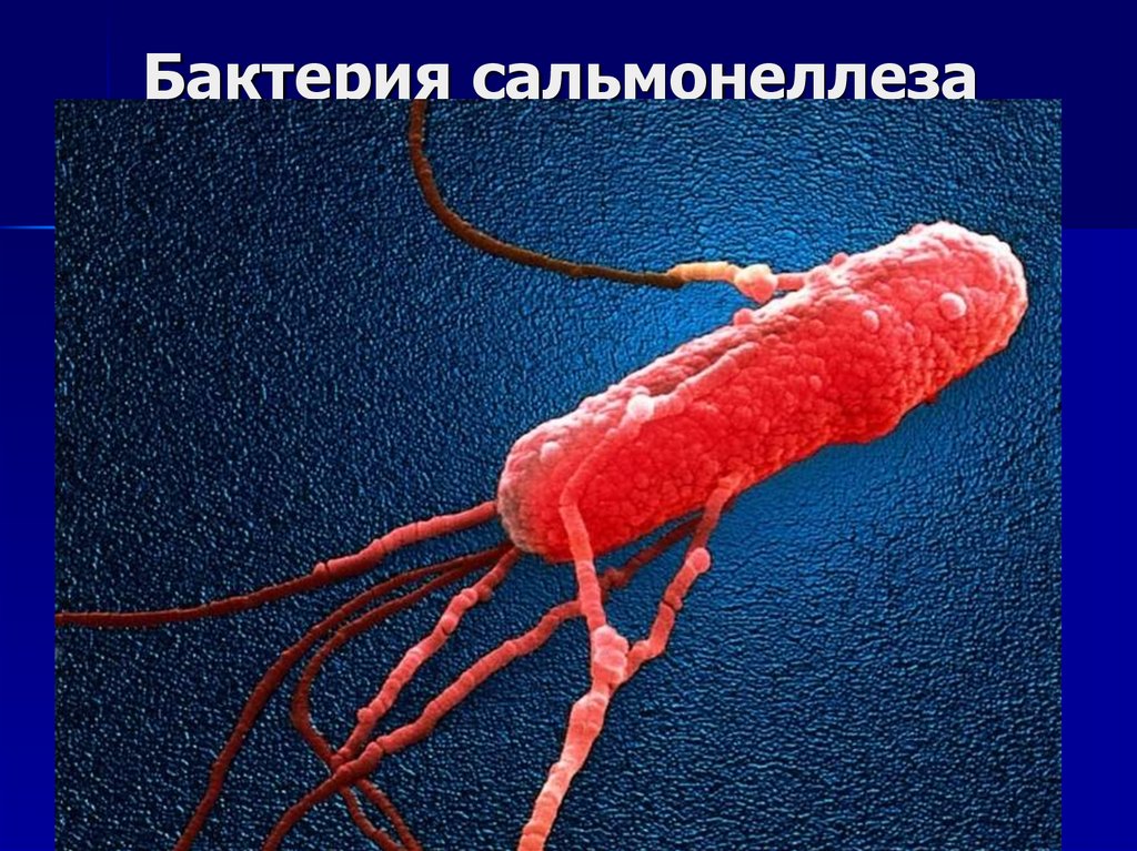 Сальмонеллез бактерия. Бактерии вызывающие сальмонеллез. Кишечная палочка сальмонелла у малышей.