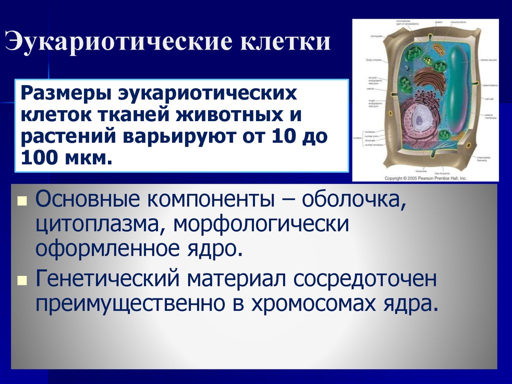 Вступительные по биологии в 10 класс. Теория эндосимбиоза. Клетка как биологическая система. Промежуточные соединения клеток.