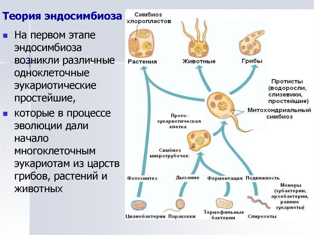 Простейшие этапы развития. Митохондриальная теория симбиогенеза. Возникновение эукариот. Теории эндосимбиотического происхождения эукариот. Первичный и вторичный эндосимбиоз.