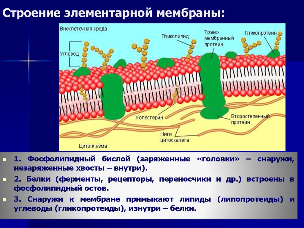 Строение биологической мембраны клетки. Элементарная плазматическая мембрана это. Элементарная биологическая мембрана функции. Схема строения элементарной мембраны.