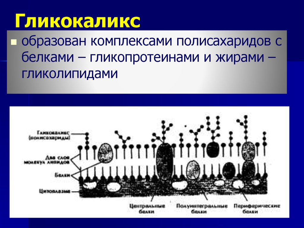 Мембраны клеток эукариот. Биологической мембраны гликокаликс. Гликокаликс строение и функции. Клеточная мембрана строение гликокаликс. Надмембранный комплекс гликокаликс.