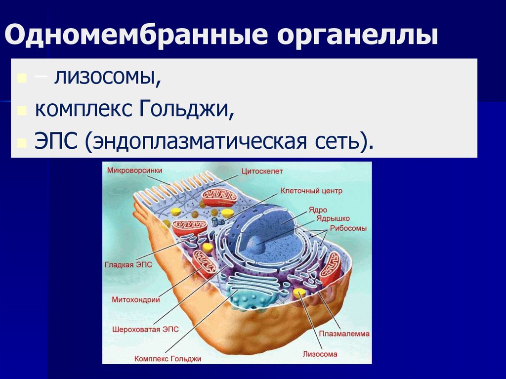 Лизосома мембранный органоид. Одномембранные органеллы строение. Комплекс (аппарат) Гольджи (одномембранный органоид) строение функции. Одномембранные органоиды строение. Одномембранная структура клетки.