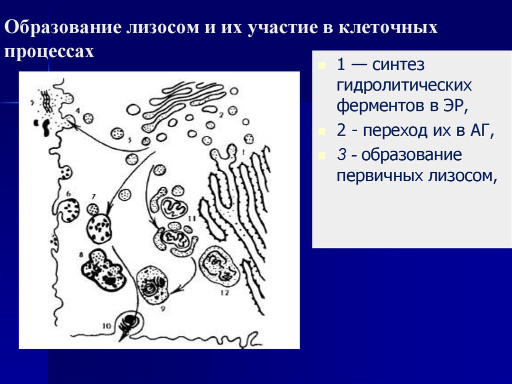 Ферменты лизосом синтезируются в. Схема образования первичной лизосомы. Образование лизосом. Образование ферментов лизосом. Внутриклеточное пищеварение лизосомы.