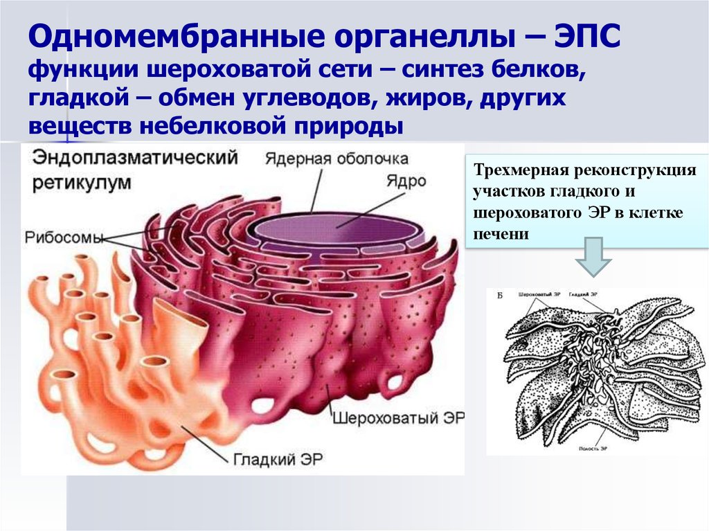 Шероховатая эндоплазматическая сеть функции. Эндоплазматическая сеть ретикулум функции. Одномембранные клеточные органеллы ЭПС. Гладкая эндоплазматическая сеть органоид. Органоиды клетки эндоплазматическая сеть.