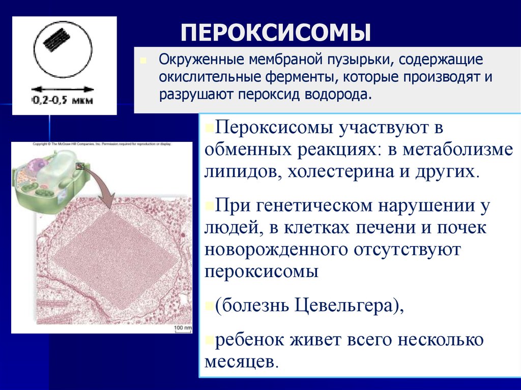 Окружен мембранами. Пероксисомы участвуют в. Мембрана пероксисом. Ферменты пероксисомы. Болезни пероксисомы.