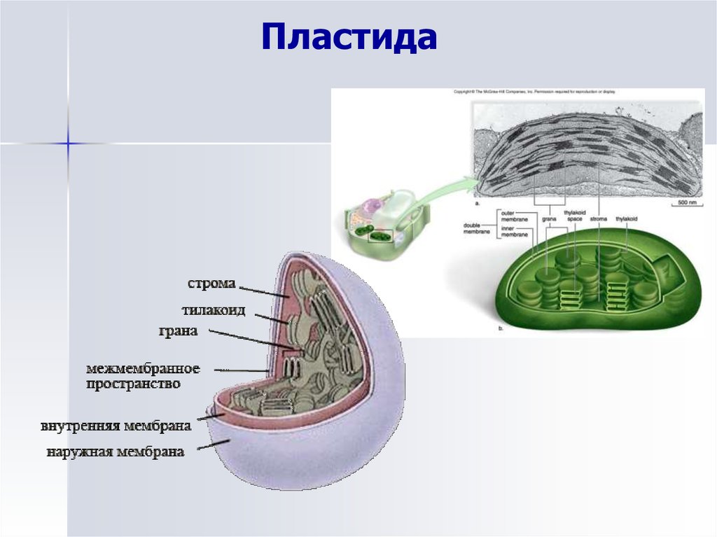 Зеленая пластида клетки. Пластиды это. Пластиды изображение. Пластиды рисунок. Функция стромы в пластидах.