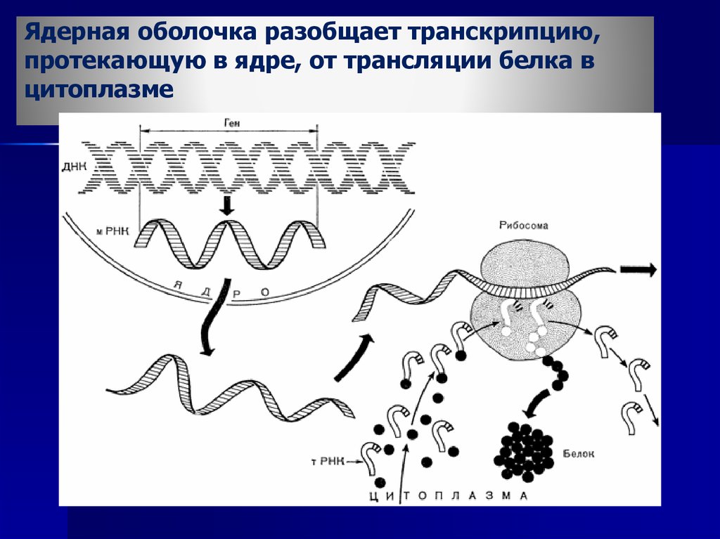 Трансляция картинка биология