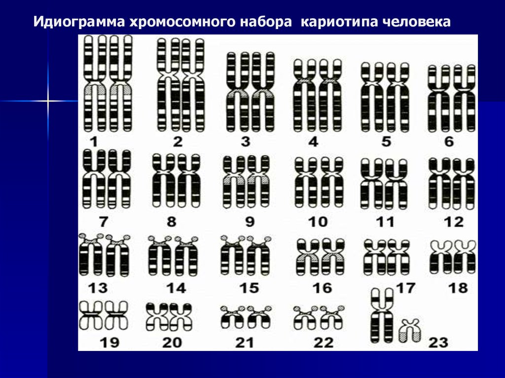 Хромосом группы d. Кариотип человека набор хромосом. Идиограмма кариотипа. Нормальная кариограмма хромосом человека. Кариограмма и идиограмма.