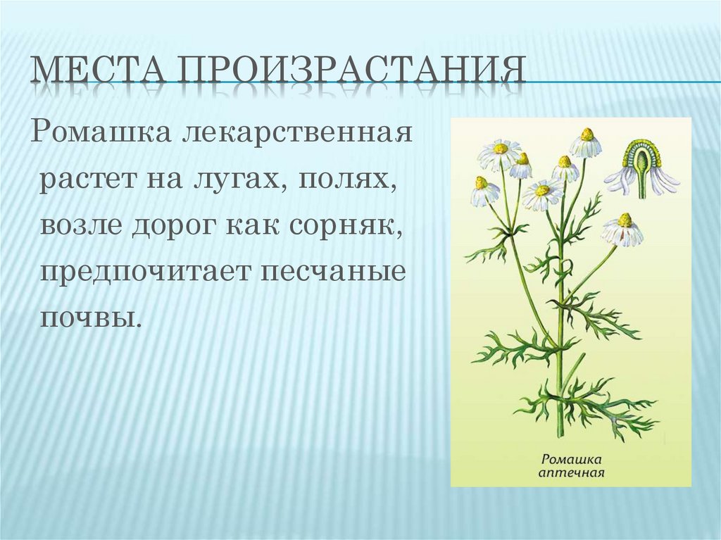 Ромашка аптечная на латинском. Побег ромашки аптечной. Лекарственные растения Ромашка лекарственная. Ромашка аптечная листья.