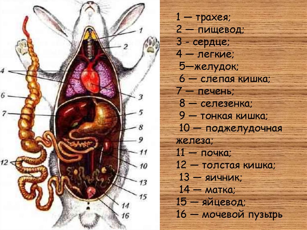 Рисунок крысы внешнее строение