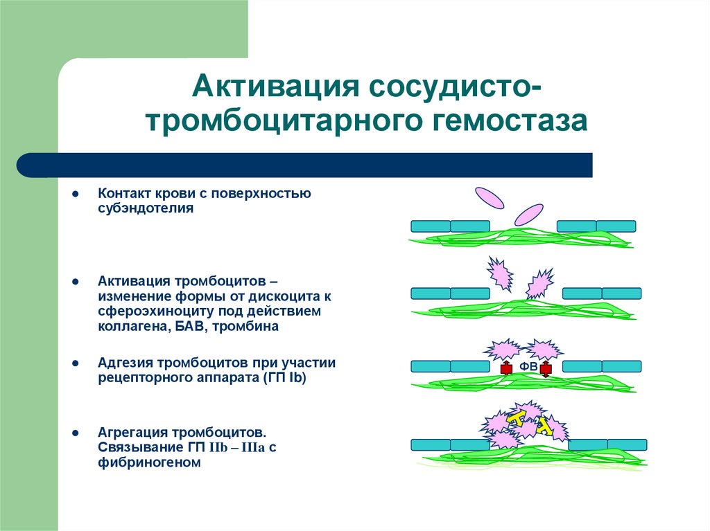 Гемостаз у детей презентация