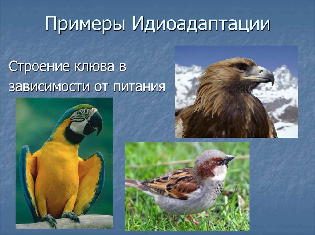 Идиоадаптация. Идиоадаптация примеры. Идиоадаптация это в биологии. Примеры идиоадаптации в биологии. Идиоадаптация у растений и животных.