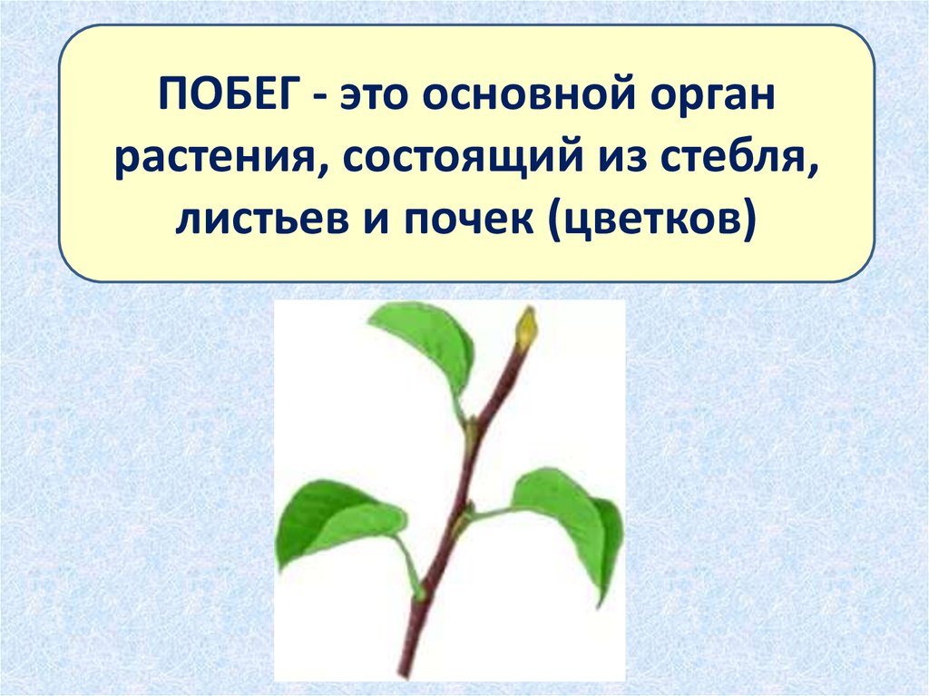 Значение побега растения. Побег. Побег растения. Побег состоящий из стебля листьев и почек. Побег биология.