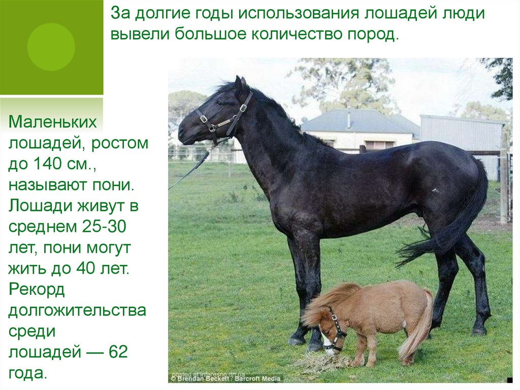 Годы жизни лошади. Средняя жизнь коня. Лошадь и пони разница. Жеребец и кобыла пони. Конь имеет человека.