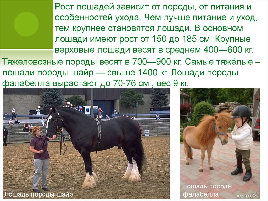 Сколько лошадке лет. Лошадь вес и рост. Средний рост лошади. Рост коня. Средний вес коня.