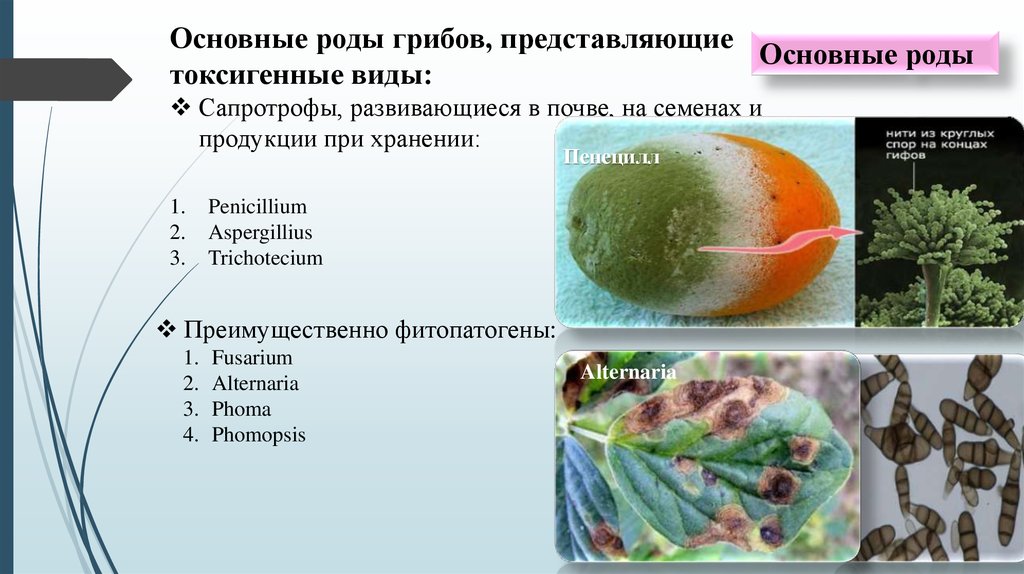 Фитопатогенные грибы презентация