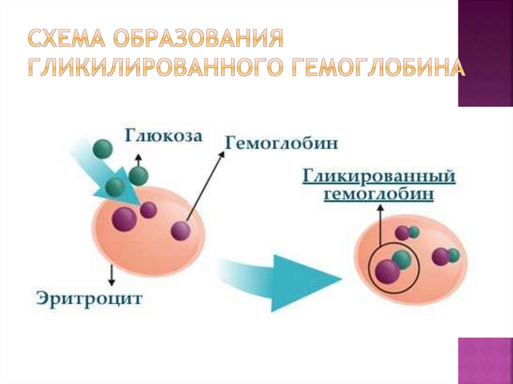 Гликированный гемоглобин и гемоглобин в чем разница. Образование гликированного гемоглобина схема. Гликированный гемоглобин hba1с. Гликированный гемоглобин 4.98. Исследование крови на гликозилированный гемоглобин.