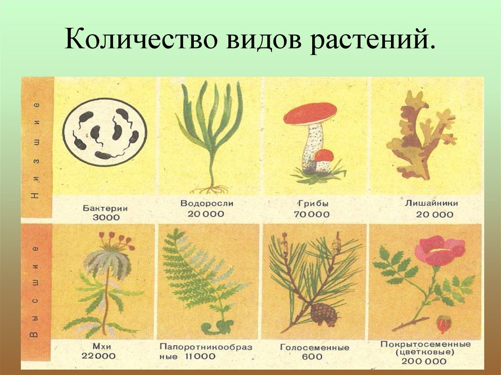 Растительное происхождение биологическая. Этапы эволюции растений.