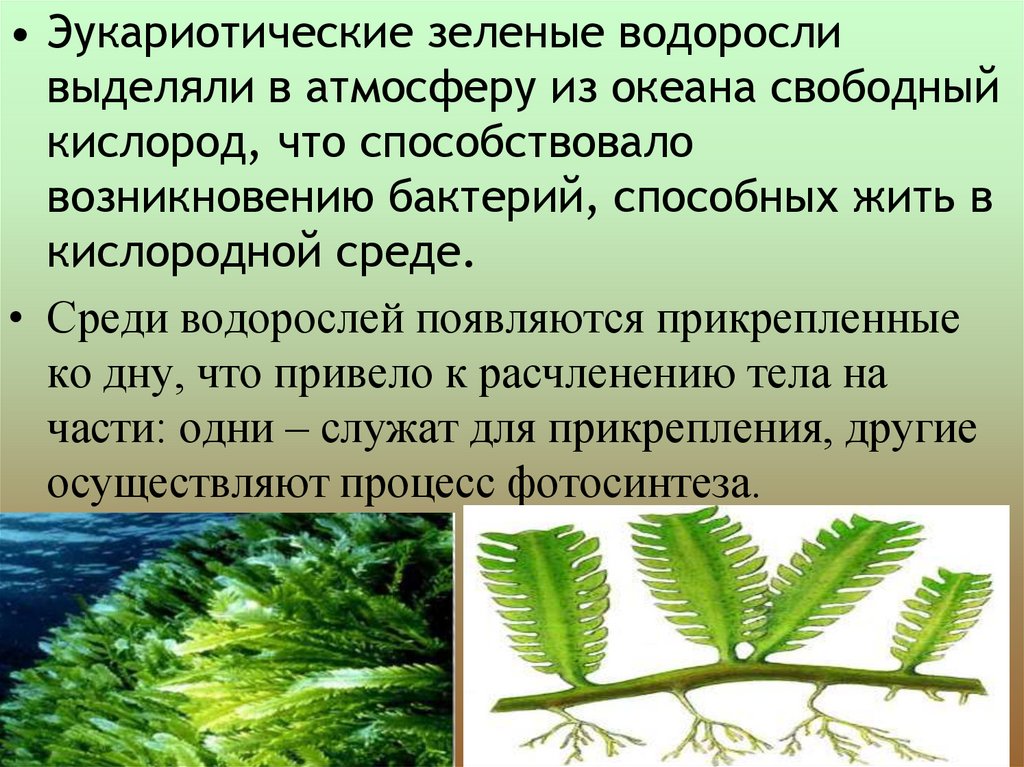Какова роль человека в эволюции растительного. Зелёные водоросли. Появление водорослей. Происхождение сине зеленых водорослей. Эукариотические водоросли.