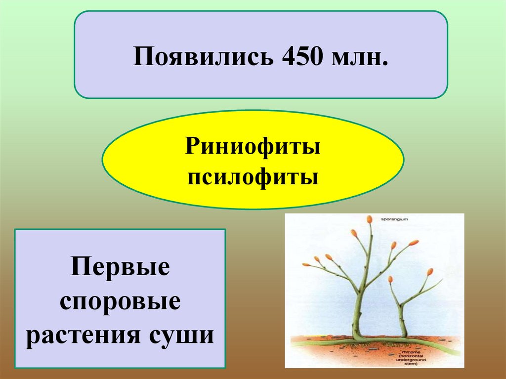 Историческое развитие растительного мира 6 класс презентация пономарева