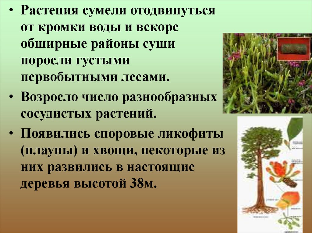 Презентация по биологии 6 класс историческое развитие растительного мира пономарева