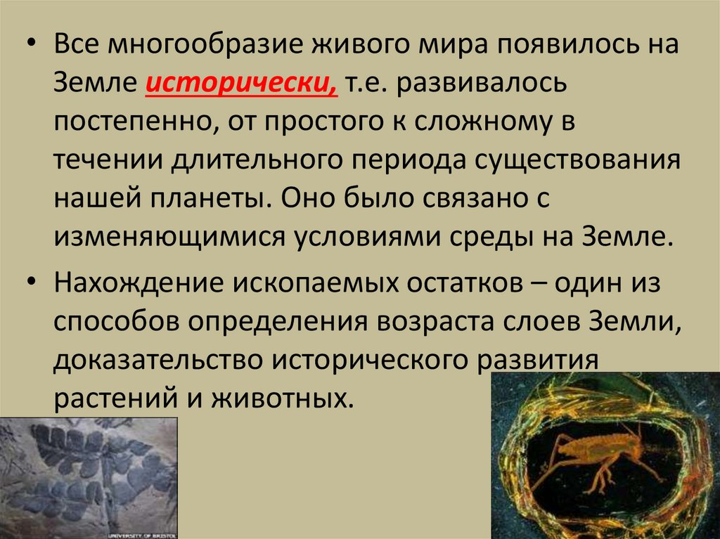 Историческое развитие растительного мира 6 класс биология презентация