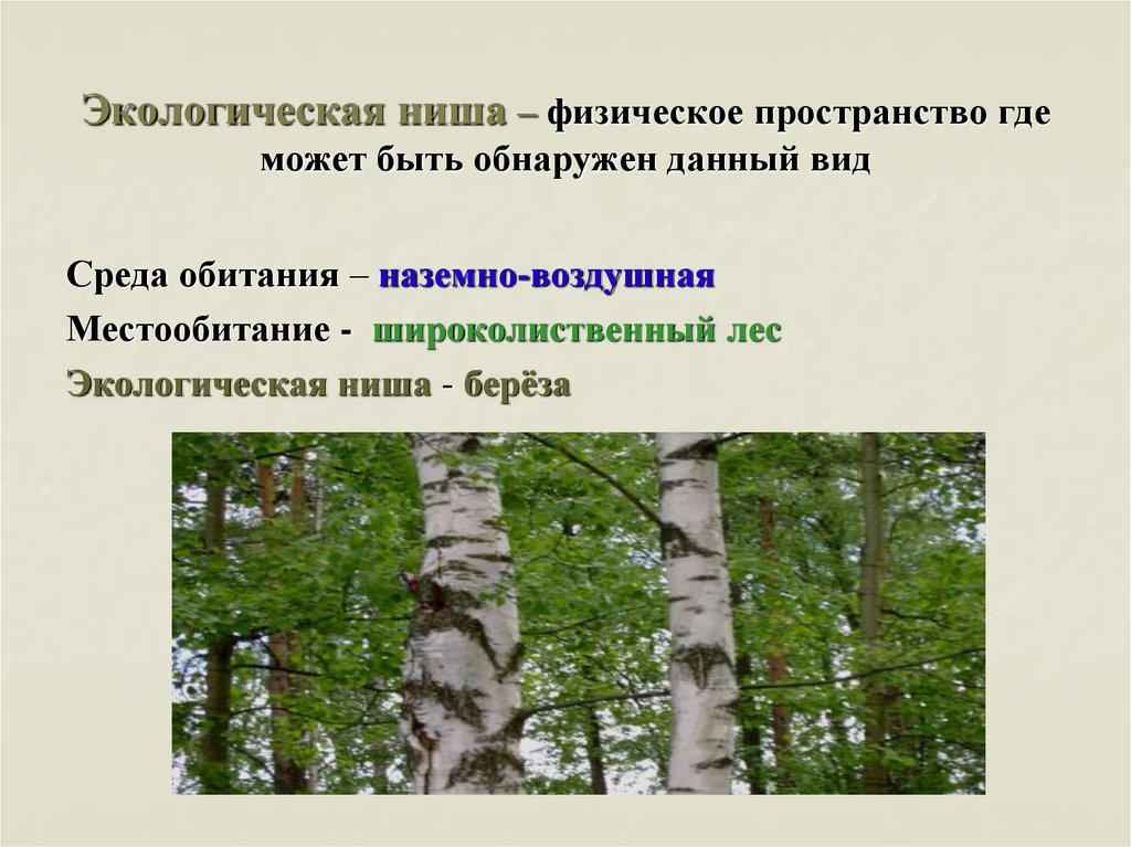 Биология лабораторная работа описание экологической ниши организма. Экологическая ниша. Экологическая ниша березы. Местообитание и экологическая ниша. Экологические ниши примеры.