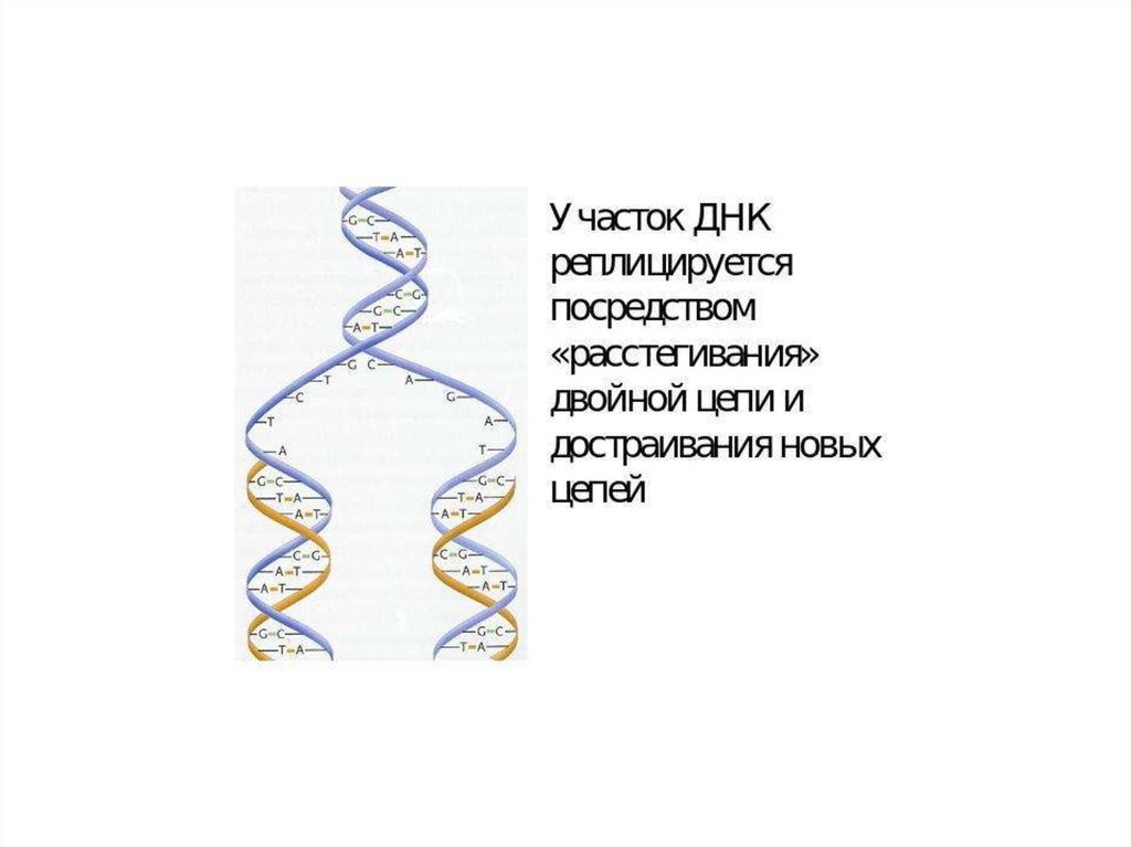 3 участок днк. Участок ДНК. Участок цепи ДНК. Информационный участок ДНК. Неактивные участки ДНК.