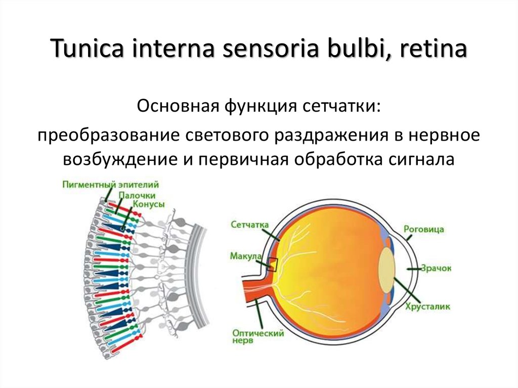 Фоторецепторы глаза функции
