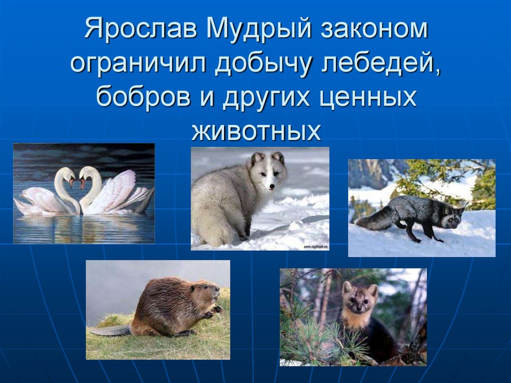 Ярослав Мудрый законом ограничил добычу лебедей, бобров и других ценных животных