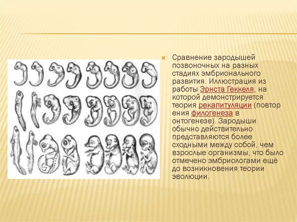 Онтогенез презентация. Сходство зародышей человека и животных. Сравнение зародышей позвоночных на разных стадиях развития. Рост органов человека в онтогенезе. Онтогенез ребенка 2 года.