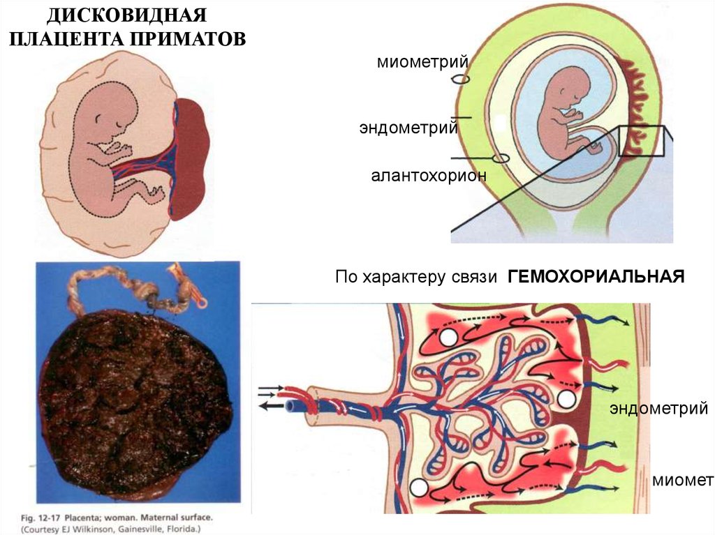 Плацента это. Схема гемохориальной плаценты. Плацента гемохориального типа.