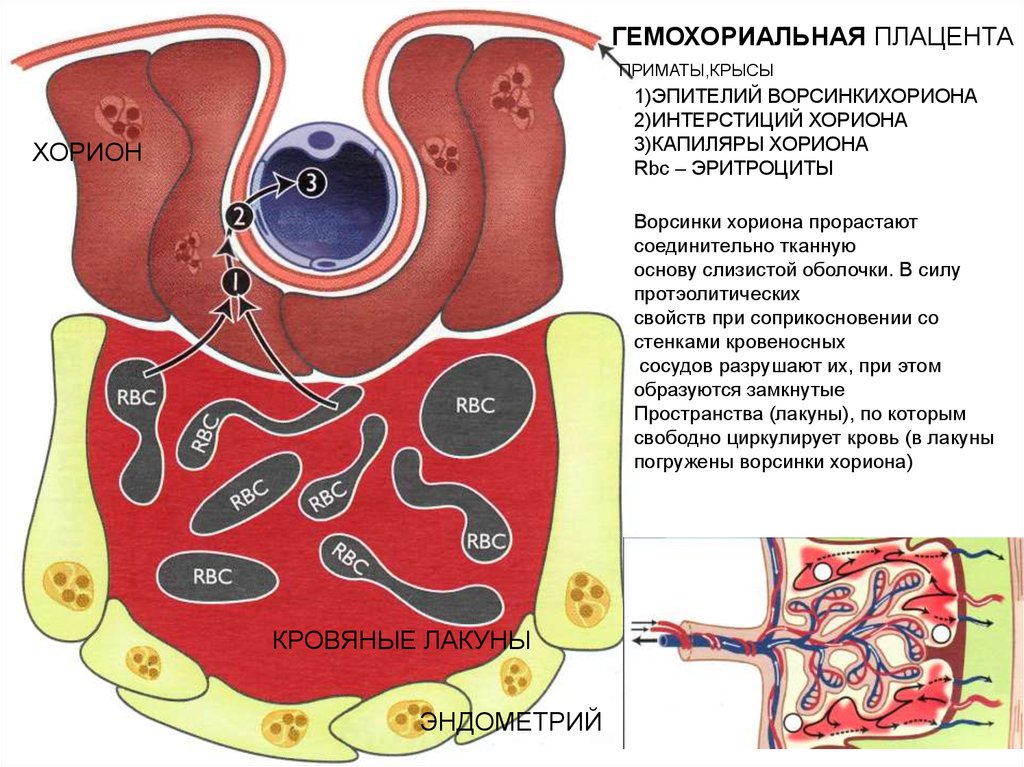 Типы плацент презентация